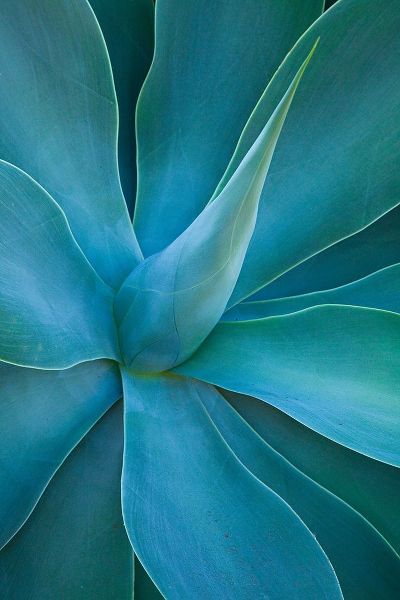 Hawaii-Maui-Kula-agave plant design
